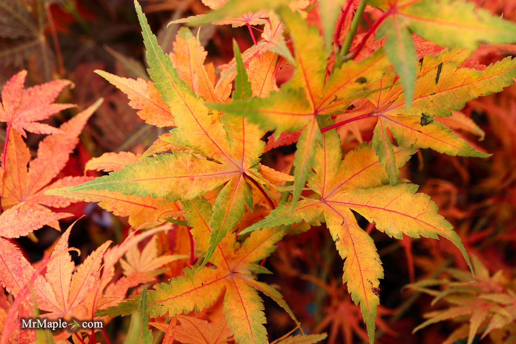 Acer palmatum 'Bella' Japanese Maple