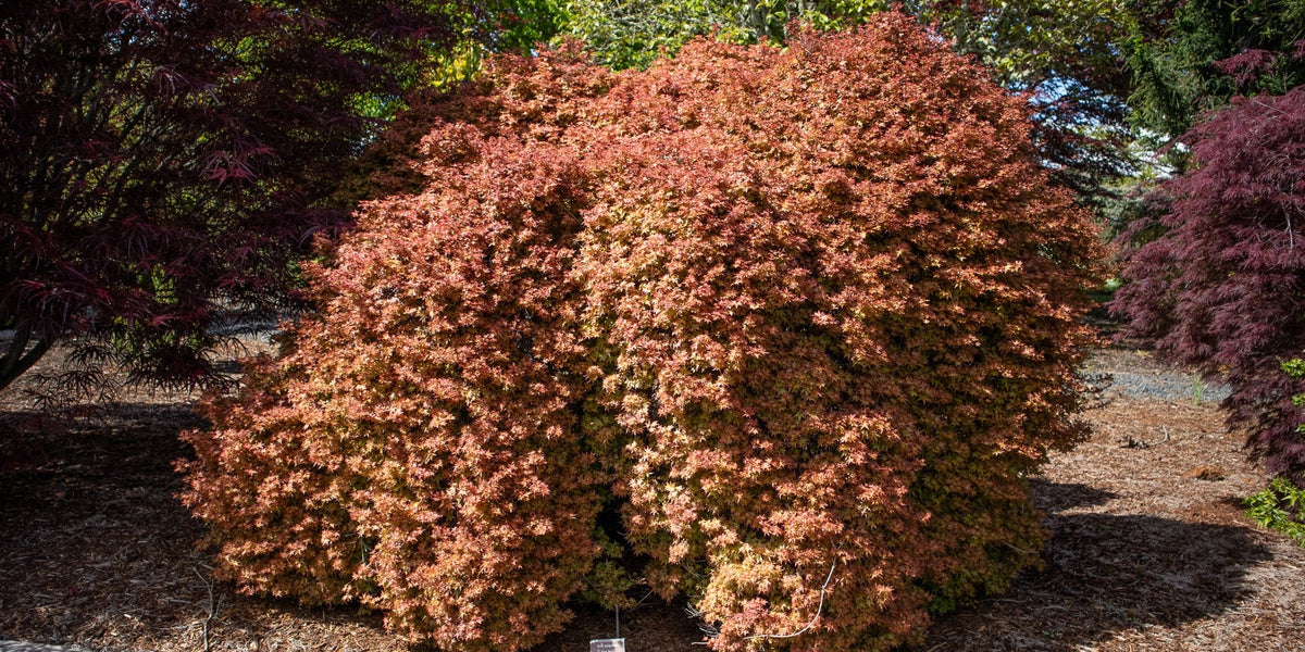 その他 MapleTree Buy Acer palmatum 'Beni hime' Japanese Maple — Mr Maple │ Buy