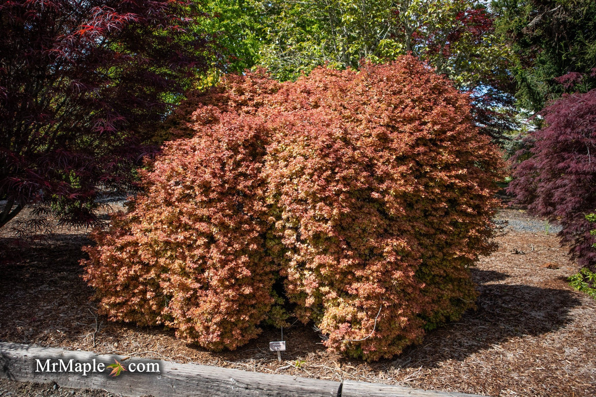 Buy Acer palmatum 'Beni hime' Japanese Maple — Mr Maple │ Buy Japanese