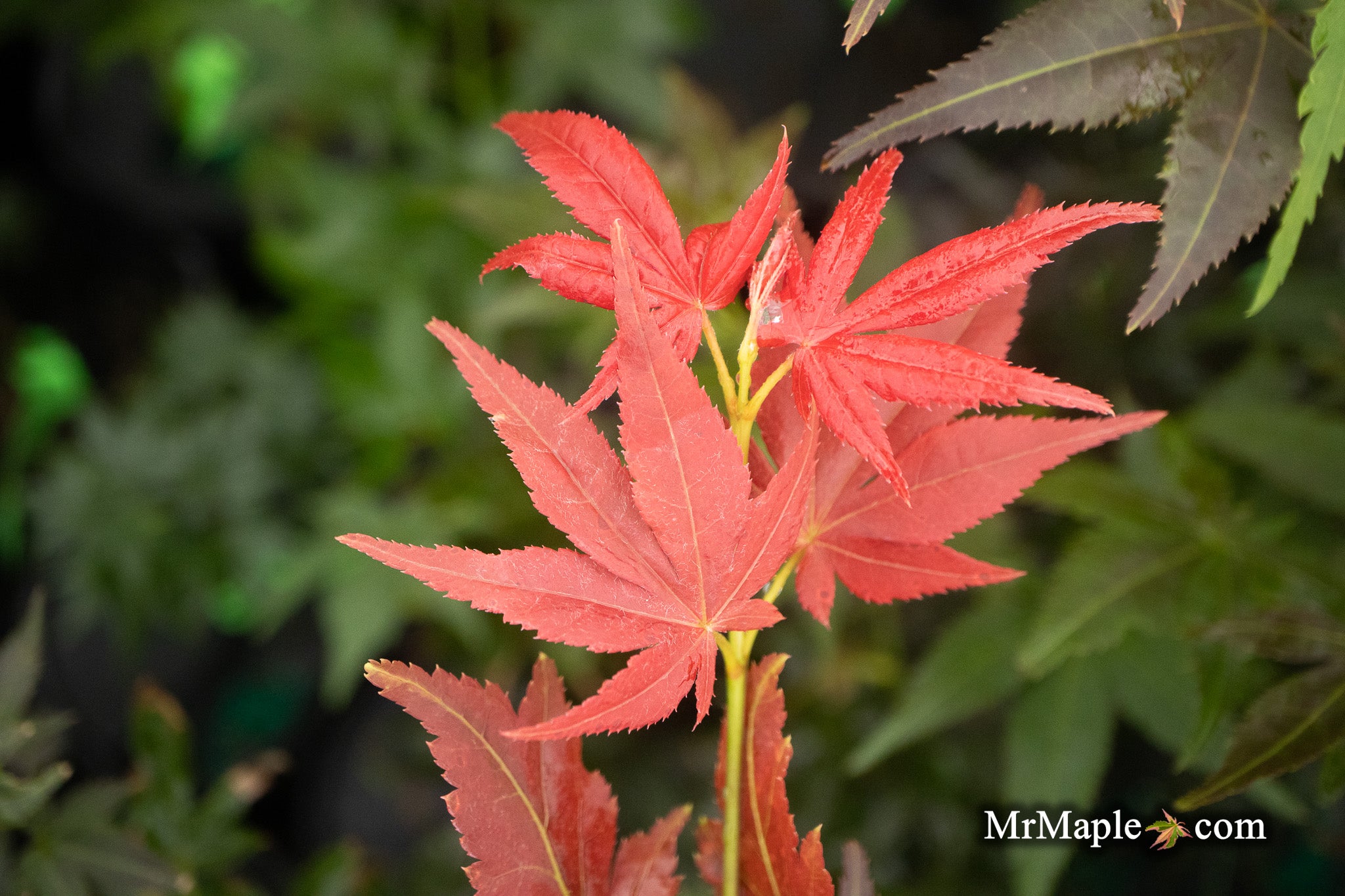 Buy Acer palmatum 'Beni hoshi' Ruby Stars Japanese Maple — Mr Maple ...