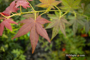 - Acer palmatum 'Beni hoshi' Ruby Stars Japanese Maple - Mr Maple │ Buy Japanese Maple Trees