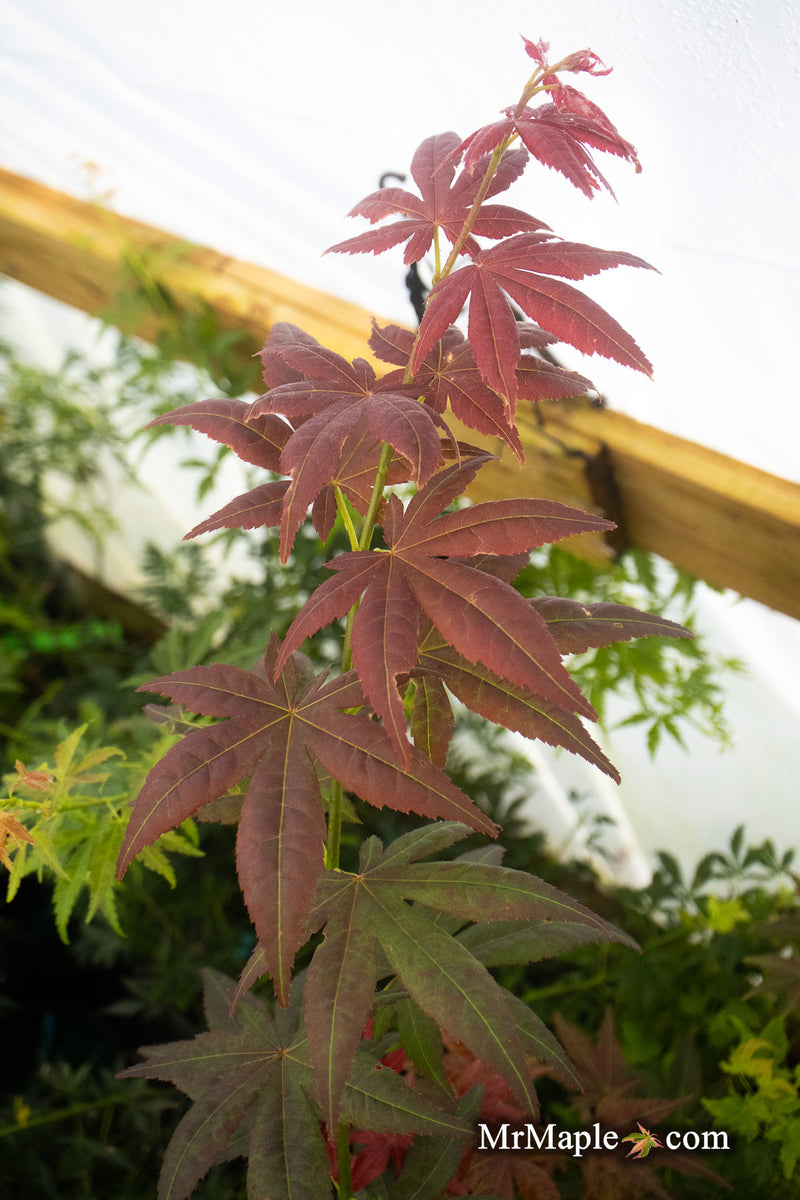 - Acer palmatum 'Beni hoshi' Ruby Stars Japanese Maple - Mr Maple │ Buy Japanese Maple Trees