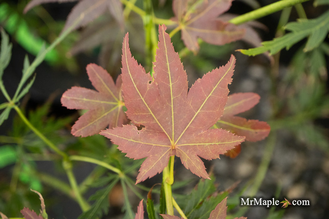 - Acer palmatum 'Beni hoshi' Ruby Stars Japanese Maple - Mr Maple │ Buy Japanese Maple Trees