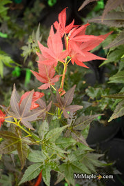 - Acer palmatum 'Beni hoshi' Ruby Stars Japanese Maple - Mr Maple │ Buy Japanese Maple Trees