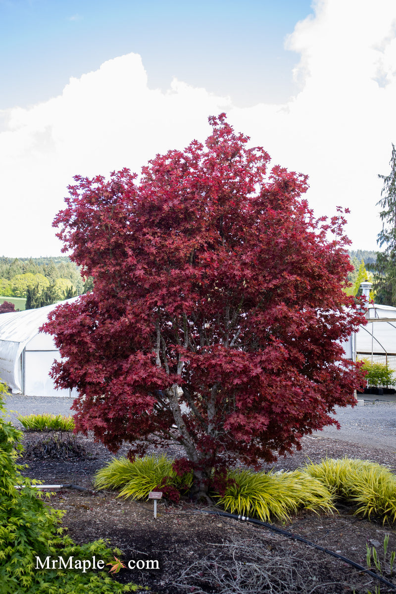 - Acer palmatum 'Beni hoshi' Ruby Stars Japanese Maple - Mr Maple │ Buy Japanese Maple Trees
