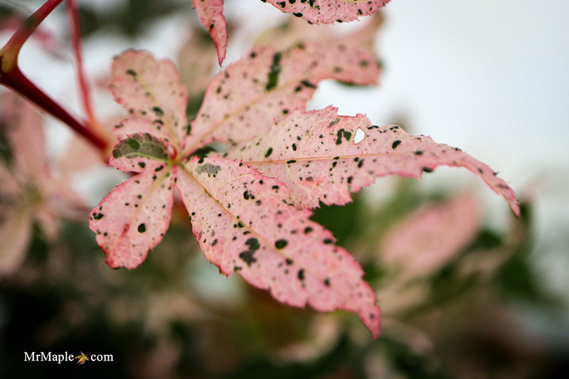 Acer palmatum 'Beni ukigumo' Japanese Maple