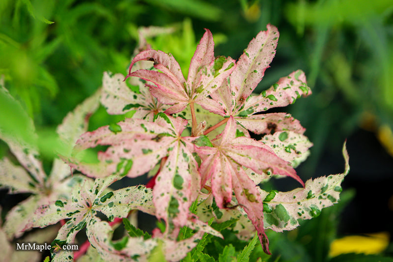 Acer palmatum 'Beni ukigumo' Japanese Maple