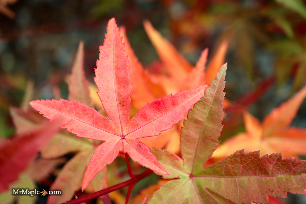 Acer palmatum 'Beni maiko' Japanese Maple