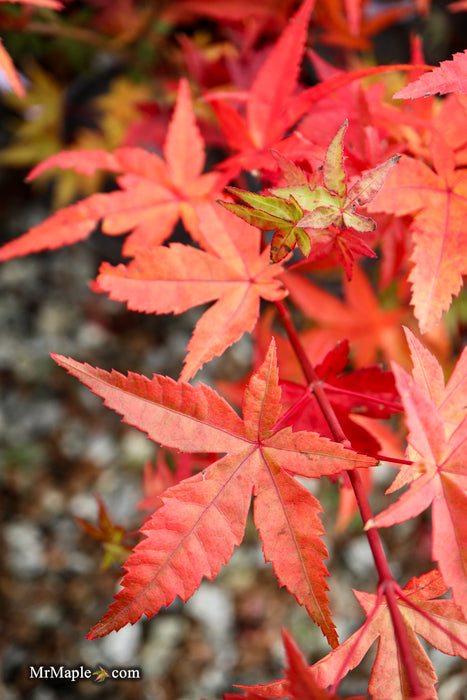 Acer palmatum 'Beni maiko' Japanese Maple