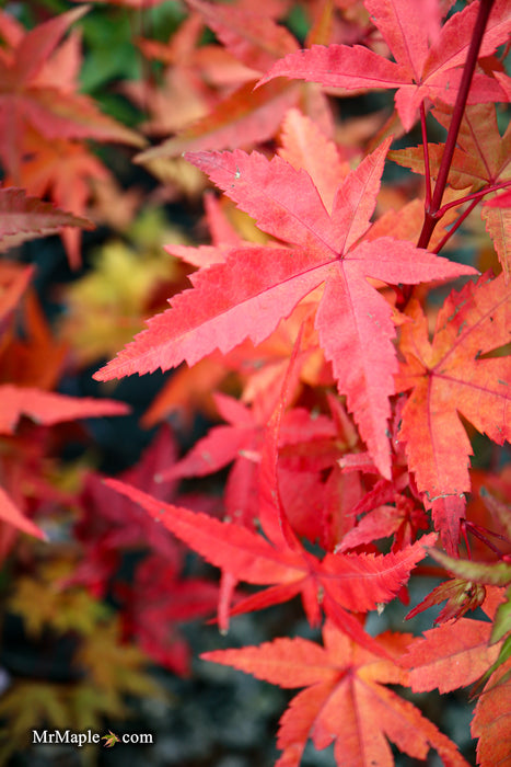 Acer palmatum 'Beni maiko' Japanese Maple