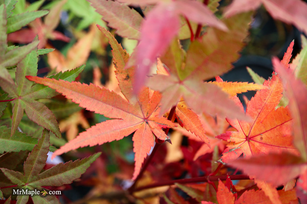 Acer palmatum 'Beni maiko' Japanese Maple