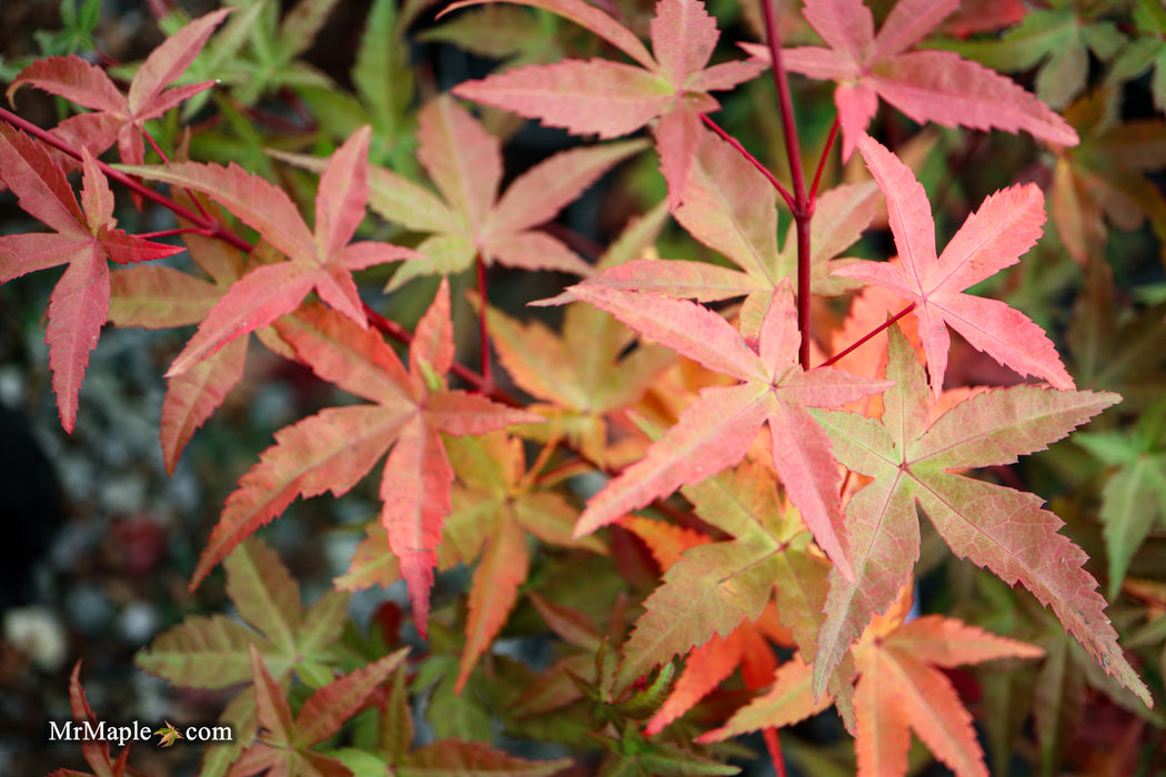 Acer palmatum 'Beni maiko' Japanese Maple