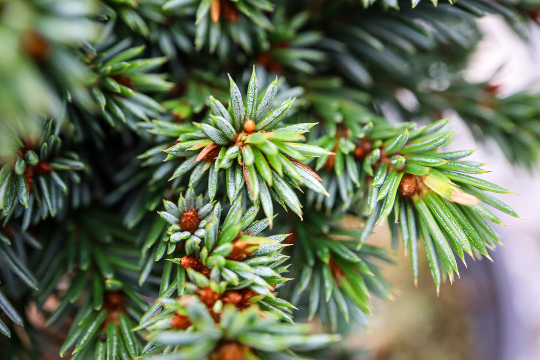 Picea omorika 'Benson Blue' Dwarf Serbian Spruce