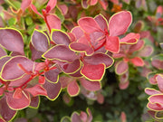 - Berberis thunbergii ‘Admiration’ Dwarf Japanese Barberry - Mr Maple │ Buy Japanese Maple Trees