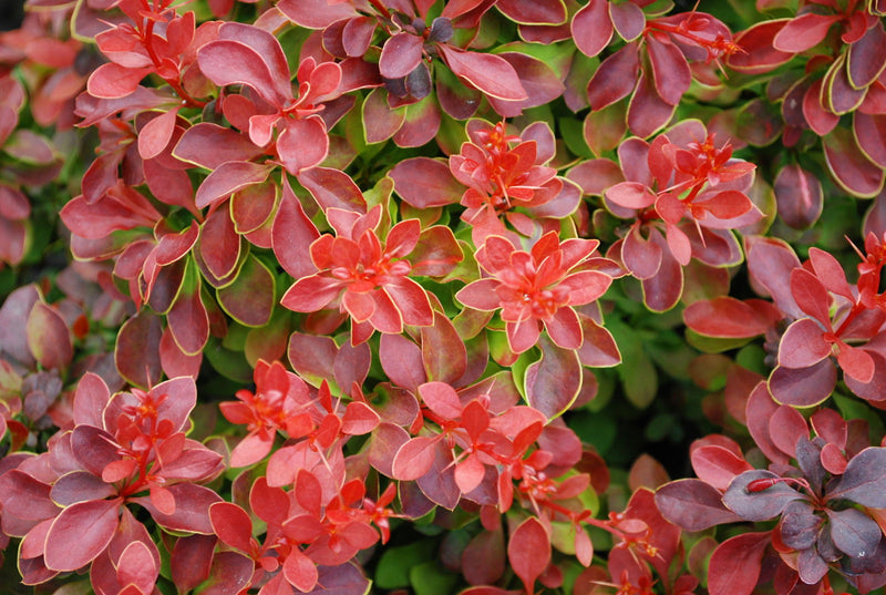- Berberis thunbergii ‘Admiration’ Dwarf Japanese Barberry - Mr Maple │ Buy Japanese Maple Trees