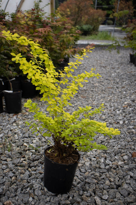 - Berberis thunbergii ‘Aurea Nana’ Japanese Barberry - Mr Maple │ Buy Japanese Maple Trees