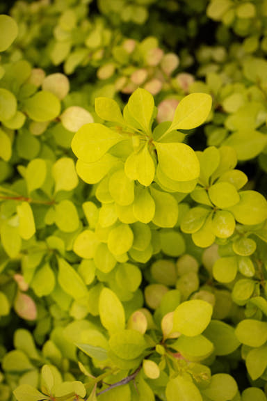 - Berberis thunbergii ‘Aurea Nana’ Japanese Barberry - Mr Maple │ Buy Japanese Maple Trees