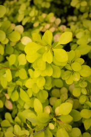 - Berberis thunbergii ‘Aurea Nana’ Japanese Barberry - Mr Maple │ Buy Japanese Maple Trees