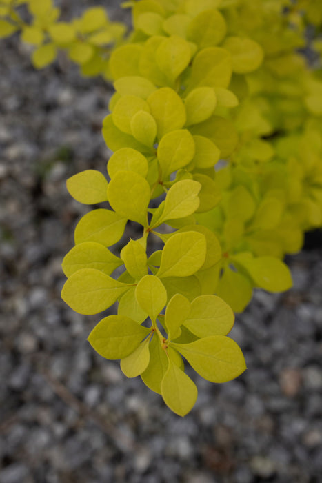 - Berberis thunbergii ‘Aurea Nana’ Japanese Barberry - Mr Maple │ Buy Japanese Maple Trees