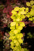 - Berberis thunbergii ‘Aurea Nana’ Japanese Barberry - Mr Maple │ Buy Japanese Maple Trees