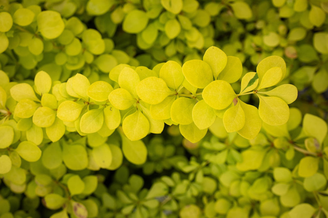 - Berberis thunbergii ‘Aurea Nana’ Japanese Barberry - Mr Maple │ Buy Japanese Maple Trees