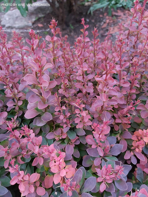 '- Berberis thunbergii ‘Crimson Pygmy’ Japanese Barberry - Mr Maple │ Buy Japanese Maple Trees