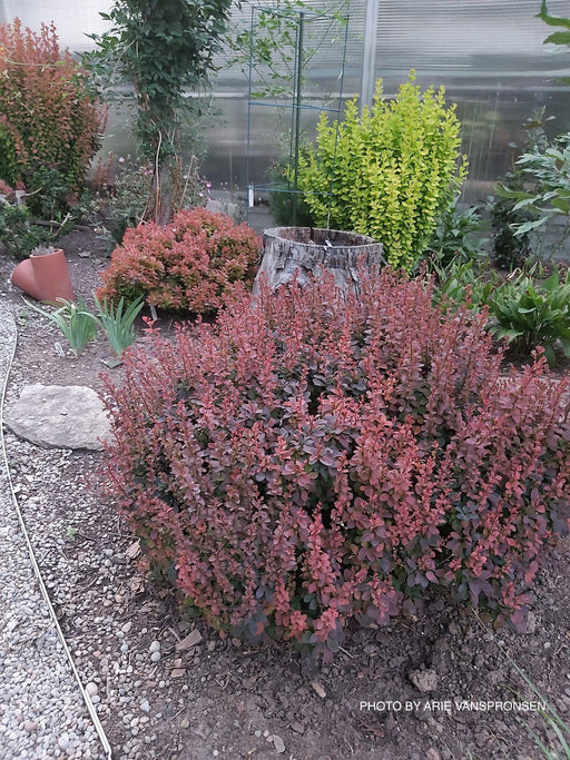 '- Berberis thunbergii ‘Crimson Pygmy’ Japanese Barberry - Mr Maple │ Buy Japanese Maple Trees