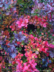 - Berberis thunbergii ‘Crimson Pygmy’ Japanese Barberry - Mr Maple │ Buy Japanese Maple Trees