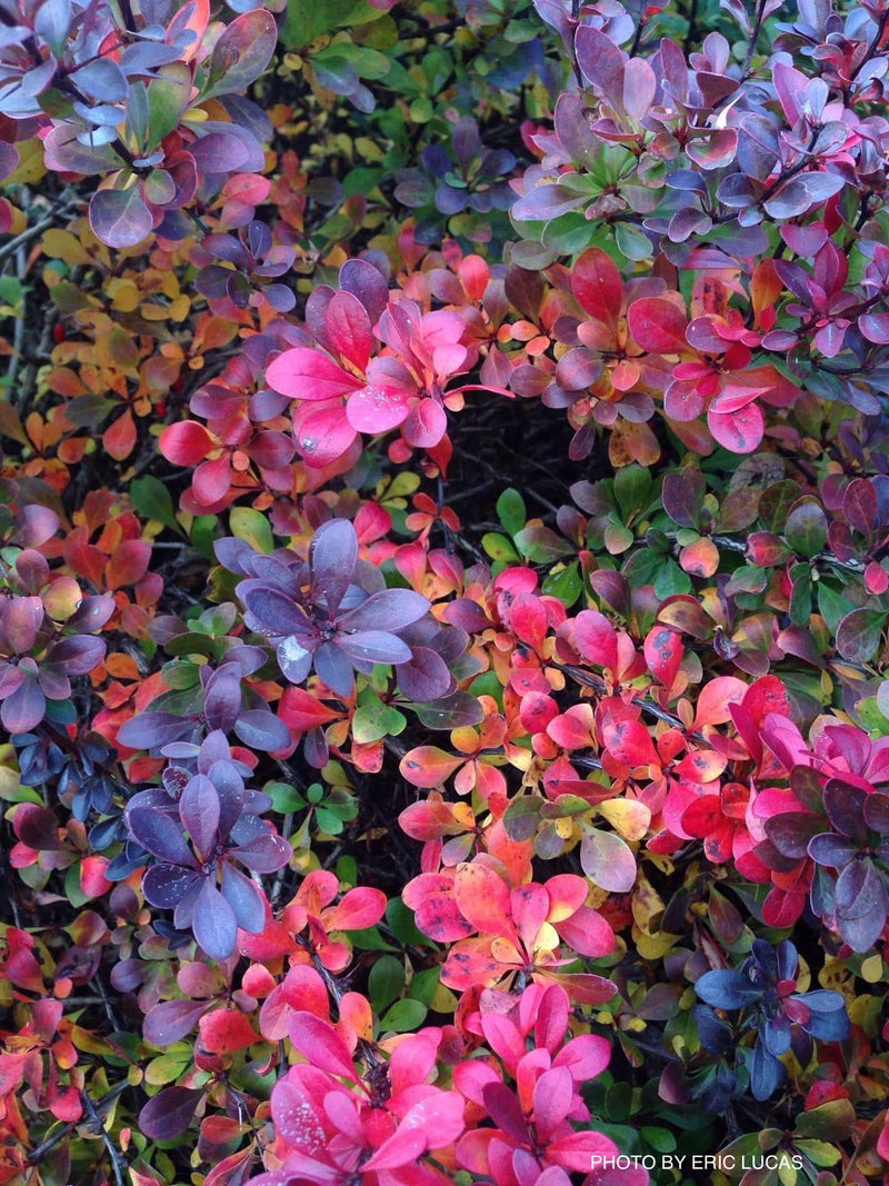 - Berberis thunbergii ‘Crimson Pygmy’ Japanese Barberry - Mr Maple │ Buy Japanese Maple Trees
