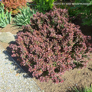 - Berberis thunbergii ‘Crimson Pygmy’ Japanese Barberry - Mr Maple │ Buy Japanese Maple Trees