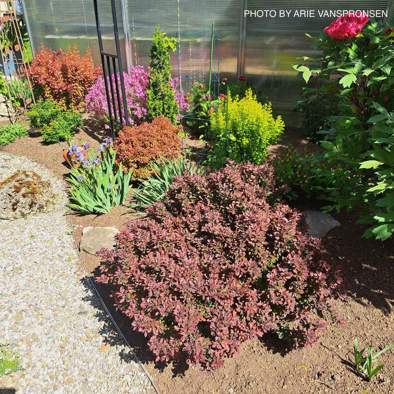 - Berberis thunbergii ‘Crimson Pygmy’ Japanese Barberry - Mr Maple │ Buy Japanese Maple Trees