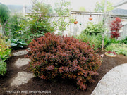 - Berberis thunbergii ‘Crimson Pygmy’ Japanese Barberry - Mr Maple │ Buy Japanese Maple Trees