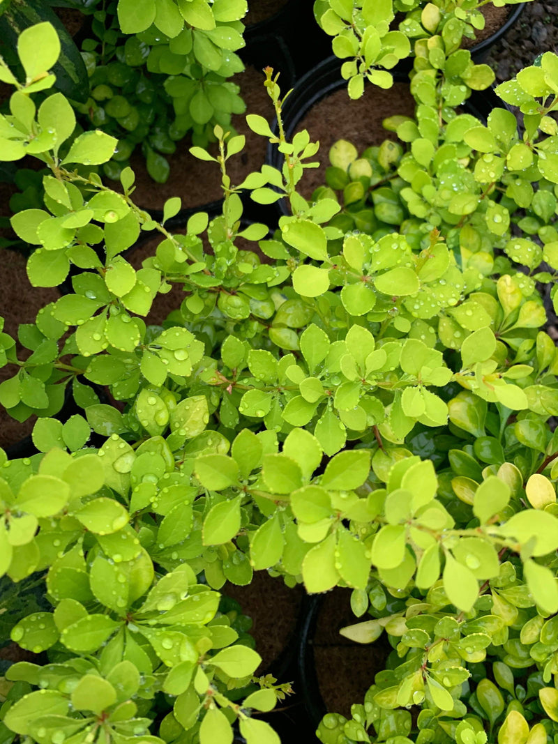 - Berberis thunbergii ‘Golden Glow’ Japanese Barberry - Mr Maple │ Buy Japanese Maple Trees