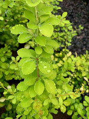 - Berberis thunbergii ‘Golden Glow’ Japanese Barberry - Mr Maple │ Buy Japanese Maple Trees