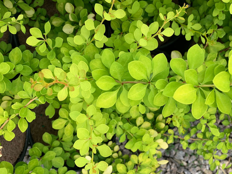 - Berberis thunbergii ‘Golden Glow’ Japanese Barberry - Mr Maple │ Buy Japanese Maple Trees