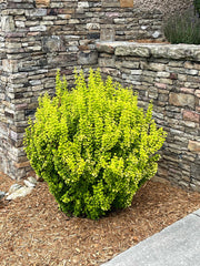 - Berberis thunbergii ‘Golden Rocket’ Japanese Barberry - Mr Maple │ Buy Japanese Maple Trees