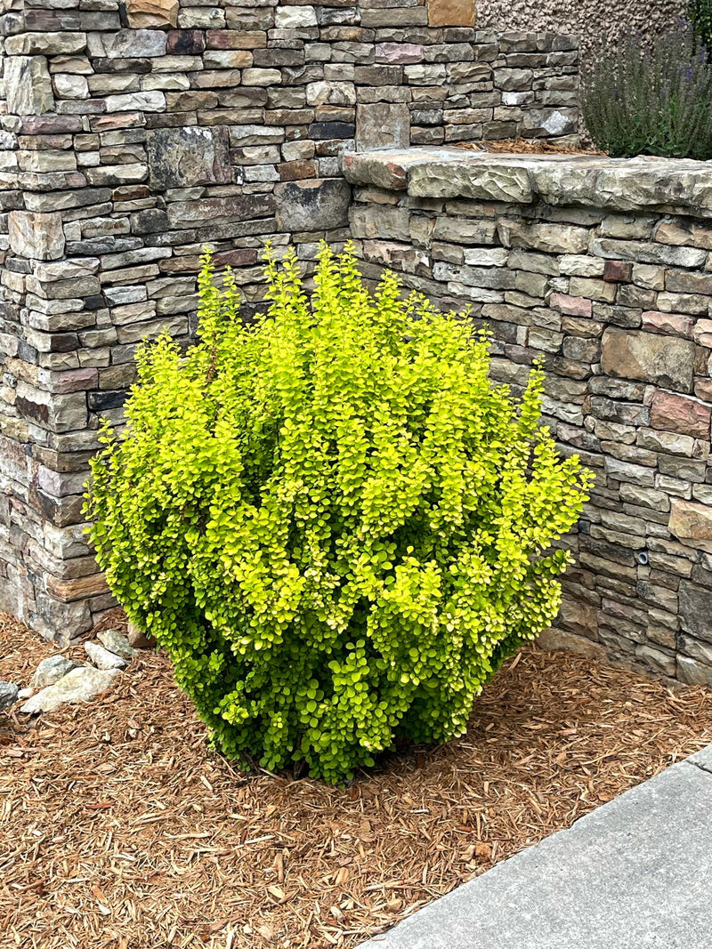 - Berberis thunbergii ‘Golden Rocket’ Japanese Barberry - Mr Maple │ Buy Japanese Maple Trees