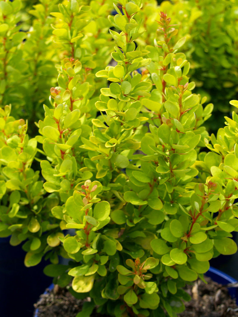- Berberis thunbergii ‘Golden Rocket’ Japanese Barberry - Mr Maple │ Buy Japanese Maple Trees