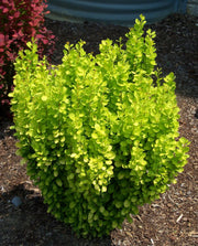 - Berberis thunbergii ‘Golden Rocket’ Japanese Barberry - Mr Maple │ Buy Japanese Maple Trees