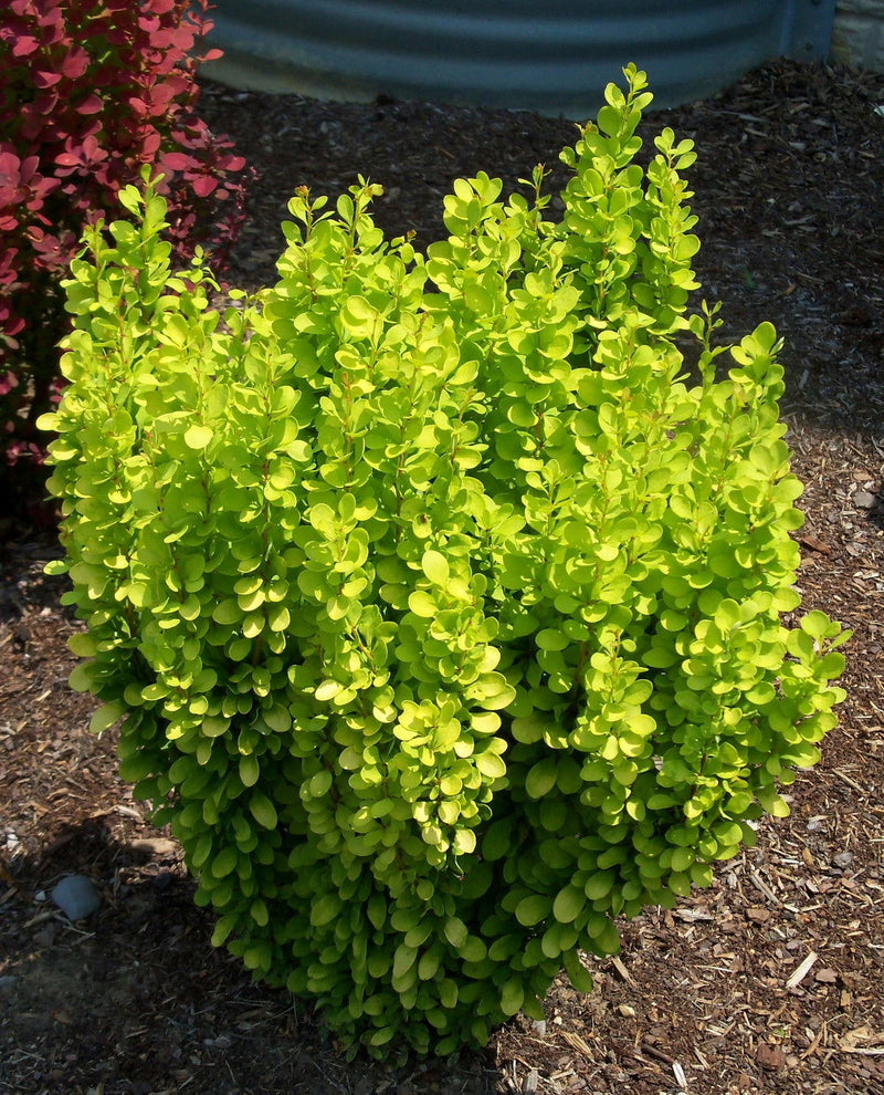 - Berberis thunbergii ‘Golden Rocket’ Japanese Barberry - Mr Maple │ Buy Japanese Maple Trees