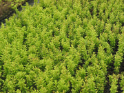 - Berberis thunbergii ‘Golden Rocket’ Japanese Barberry - Mr Maple │ Buy Japanese Maple Trees