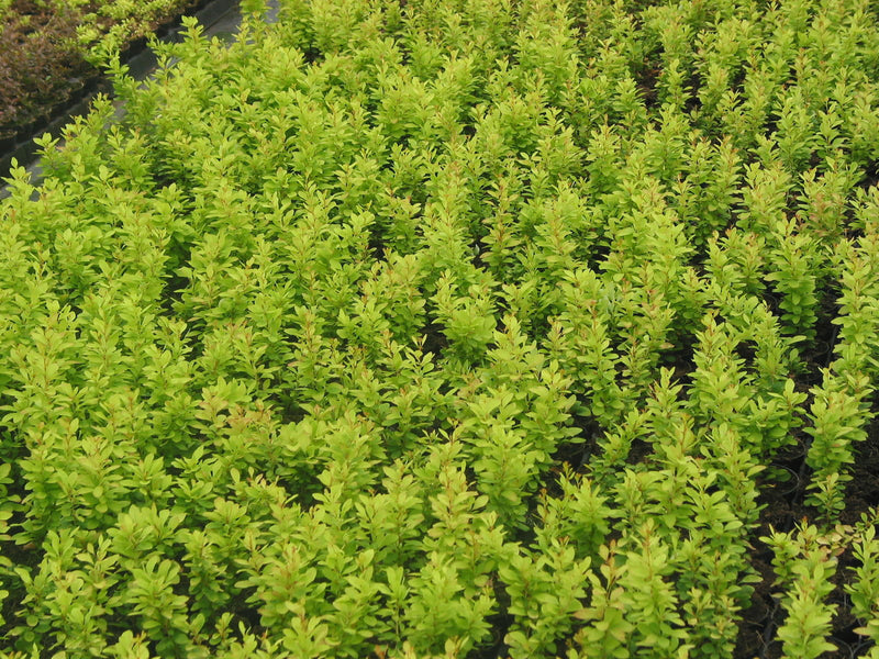 - Berberis thunbergii ‘Golden Rocket’ Japanese Barberry - Mr Maple │ Buy Japanese Maple Trees
