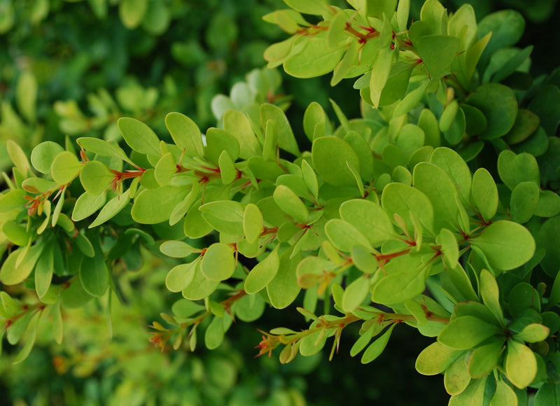 - Berberis thunbergii ‘Golden Rocket’ Japanese Barberry - Mr Maple │ Buy Japanese Maple Trees