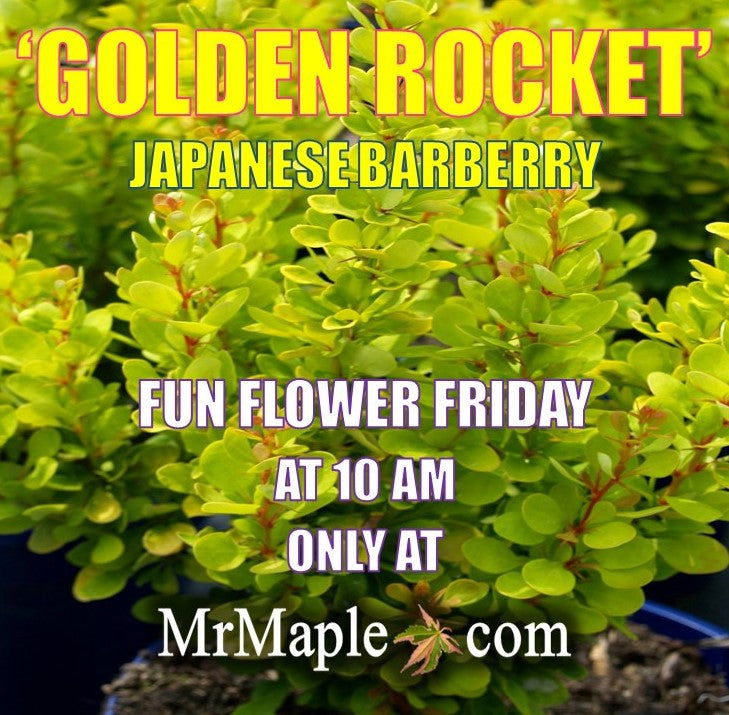 - Berberis thunbergii ‘Golden Rocket’ Japanese Barberry - Mr Maple │ Buy Japanese Maple Trees