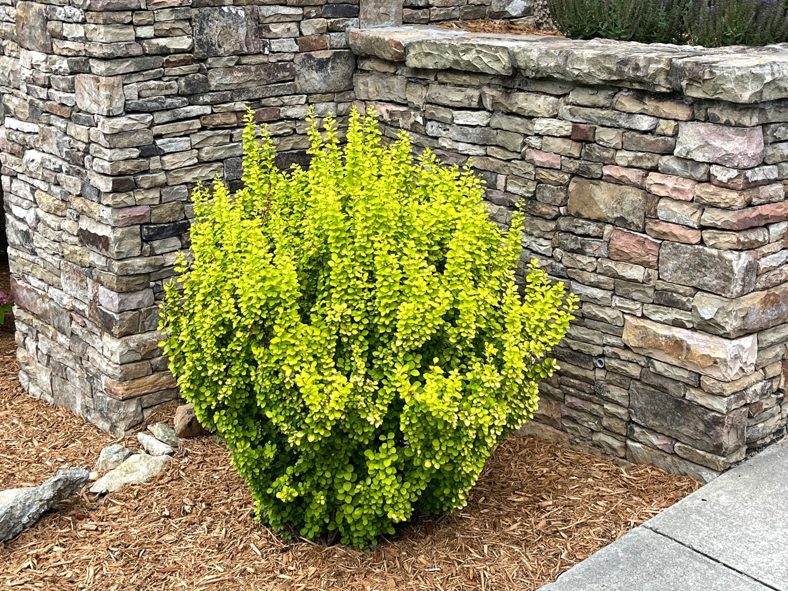 Buu Berberis thunbergii 'Golden Rocket' Japanese Barberry — Mr