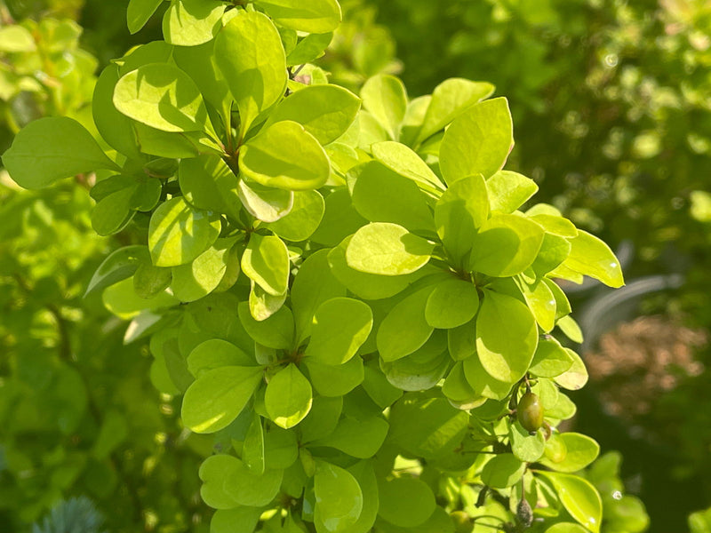 - Berberis thunbergii ‘Golden Torch’ Japanese Barberry - Mr Maple │ Buy Japanese Maple Trees