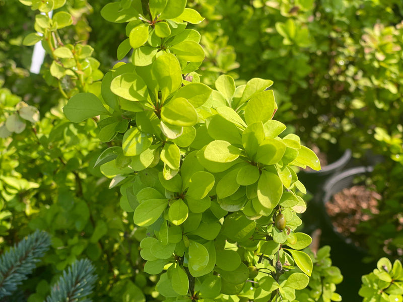 - Berberis thunbergii ‘Golden Torch’ Japanese Barberry - Mr Maple │ Buy Japanese Maple Trees