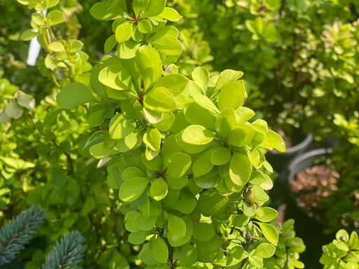 - Berberis thunbergii ‘Golden Torch’ Japanese Barberry - Mr Maple │ Buy Japanese Maple Trees