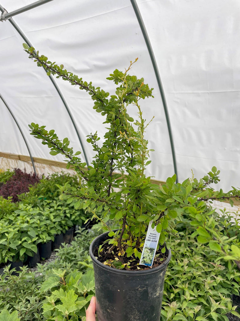 - Berberis thunbergii ‘Lime Glow’ Lime-Green Japanese Barberry - Mr Maple │ Buy Japanese Maple Trees