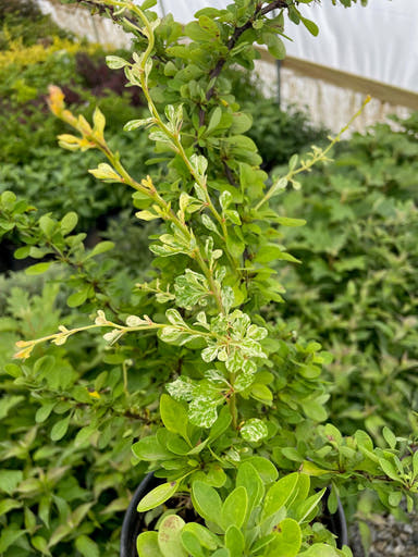 - Berberis thunbergii ‘Lime Glow’ Lime-Green Japanese Barberry - Mr Maple │ Buy Japanese Maple Trees